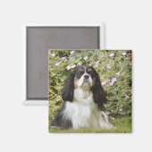 Tricolor Cavalier King Charles Spaniel op gras Magneet (Voorkant / Achterkant)
