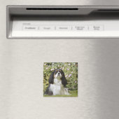 Tricolor Cavalier King Charles Spaniel op gras Magneet (Insitu (Vaatwasser))
