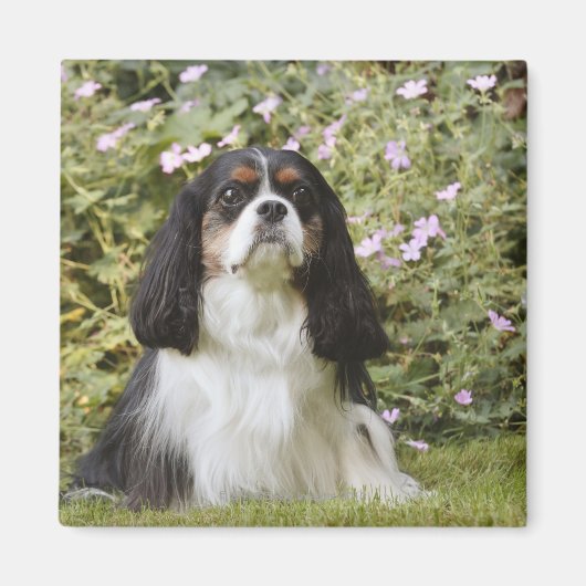 Tricolor Cavalier King Charles Spaniel op gras Magneet (Voorkant)
