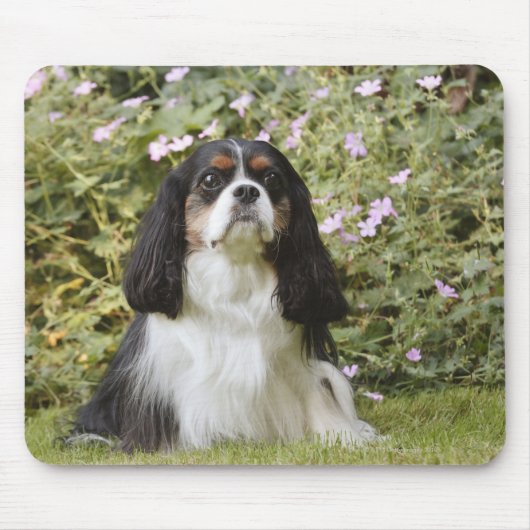 Tricolor Cavalier King Charles Spaniel op gras Muismat (Voorkant)