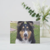 Tricolor collie briefkaart (Staand voorkant)