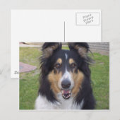 Tricolor collie briefkaart (Voorkant / Achterkant)