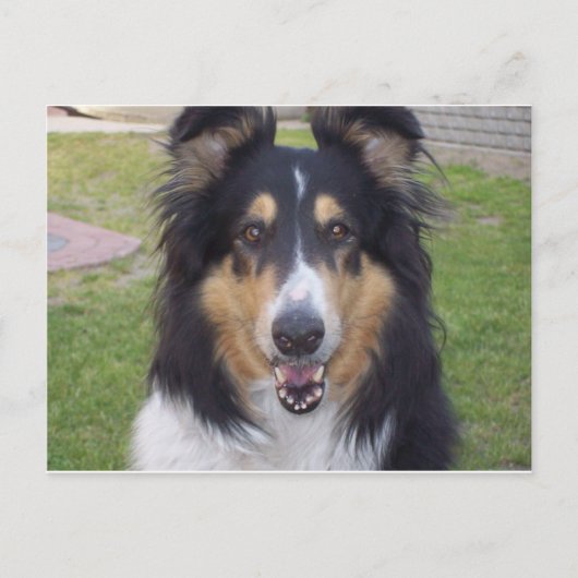 Tricolor collie briefkaart (Voorkant)