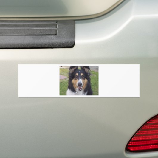 Tricolor collie bumpersticker (Op auto)