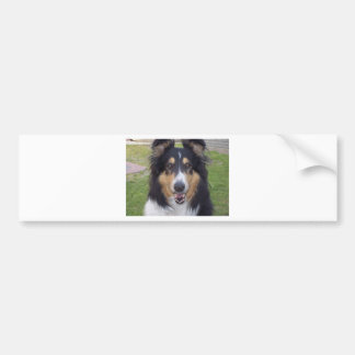 Tricolor collie bumpersticker