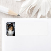 Tricolor Collie Etiket (Insitu)