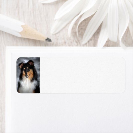 Tricolor Collie Etiket (Insitu)