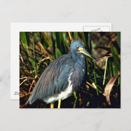 Tricolor Heron Briefkaart (Voorkant / Achterkant)