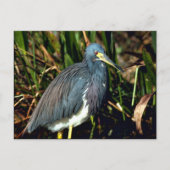 Tricolor Heron Briefkaart (Voorkant)
