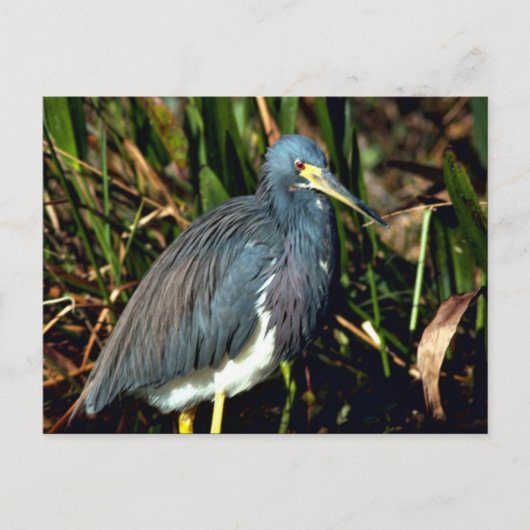 Tricolor Heron Briefkaart (Voorkant)