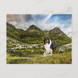 Tricolor Rough Collie - Collectibel Briefkaart