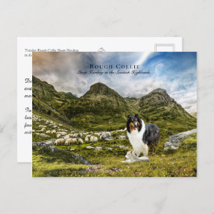 Tricolor Rough Collie - Collectibel Briefkaart