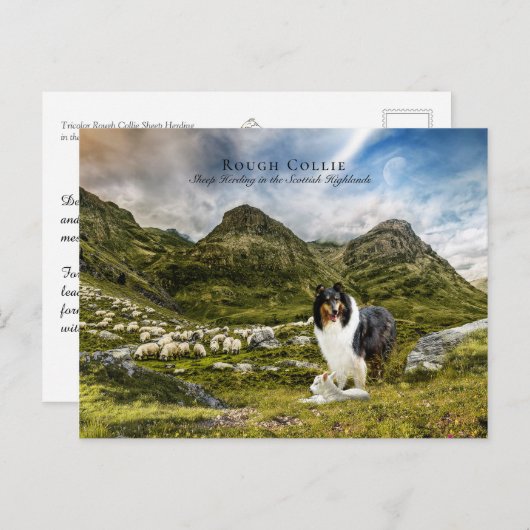Tricolor Rough Collie - Collectibel Briefkaart (Voorkant / Achterkant)