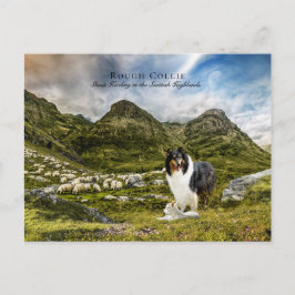 Tricolor Rough Collie - Collectibel Briefkaart