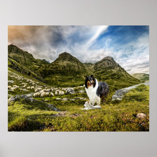 Tricolor Scotch Collie met Lamb herding Sheep - Poster (Voorkant)