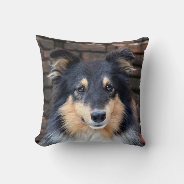 Tricolor Sheltie Kussen (Voorkant)