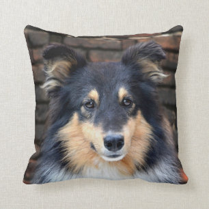Tricolor Sheltie Kussen