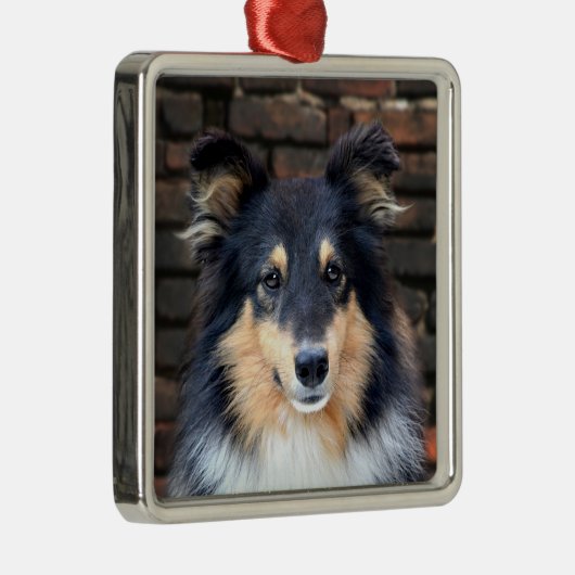 Tricolor Sheltie Metalen Ornament (Rechts)