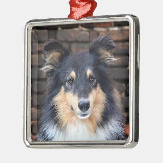 Tricolor Sheltie Metalen Ornament (Links)