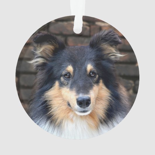 Tricolor Sheltie Ornament (achterkant)