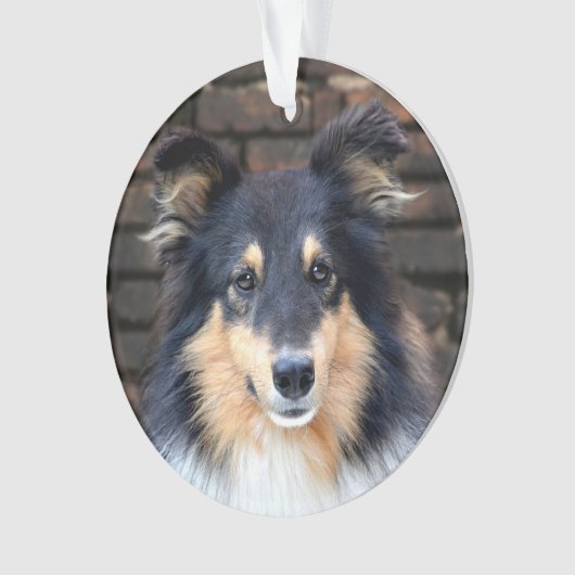 Tricolor Sheltie Ornament (voorkant)