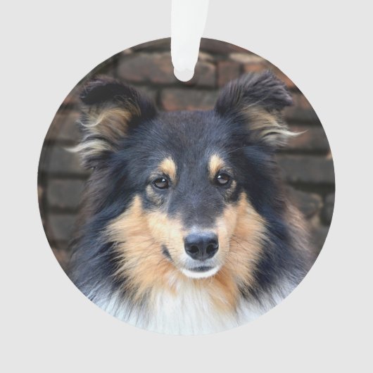 Tricolor Sheltie Ornament (voorkant)