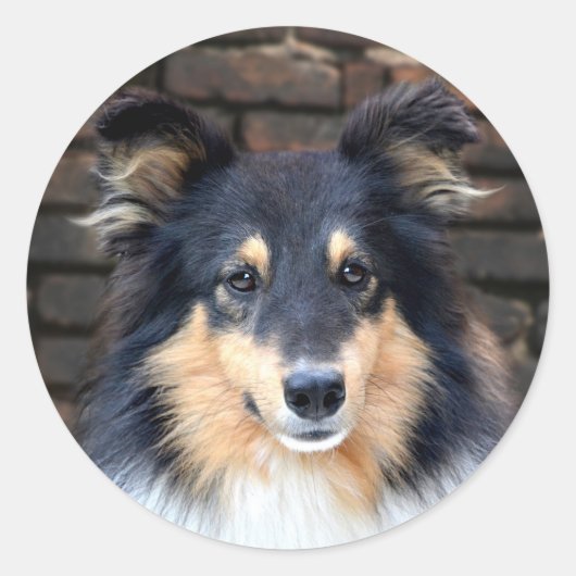 Tricolor Sheltie Ronde Sticker (Voorkant)