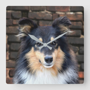 Tricolor Sheltie Vierkante Klok