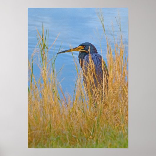 Tricolored Heron bij het meer Poster (Voorkant)