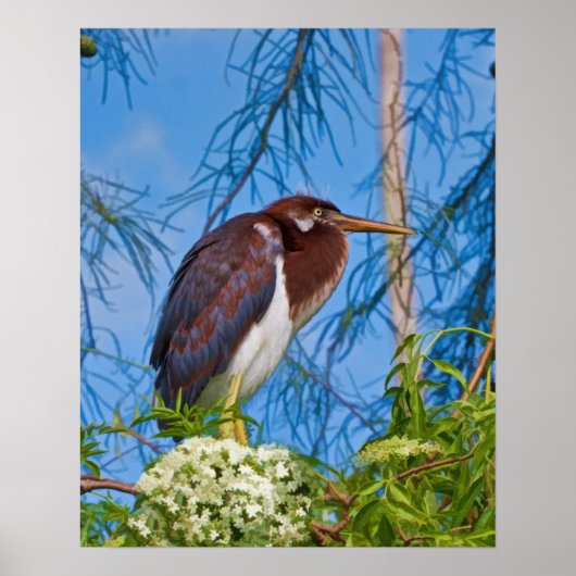 Tricolored Heron in een boom Poster (Voorkant)