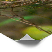 Tricolored Heron in Everglades Poster (Hoek)