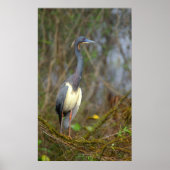Tricolored Heron in Everglades Poster (Voorkant)