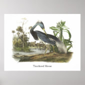 Tricolored Heron, John Audubon Poster (Voorkant)