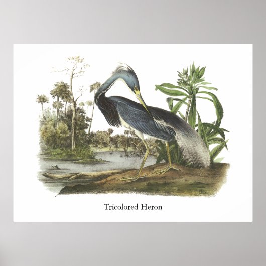 Tricolored Heron, John Audubon Poster (Voorkant)