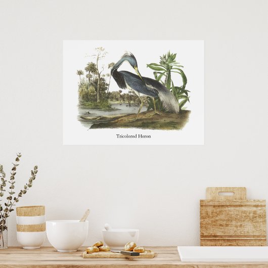Tricolored Heron, John Audubon Poster (Keuken)