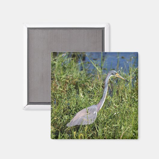 Tricolored Heron Magneet (Voorkant / Achterkant)