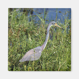 Tricolored Heron Magneet