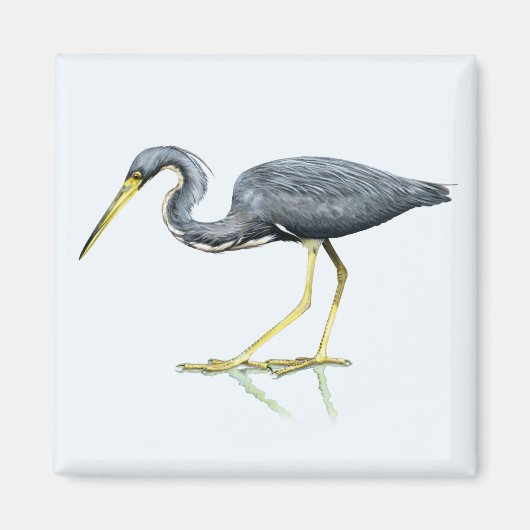 Tricolored Heron Magnet (Voorkant)