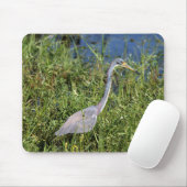 Tricolored Heron Muismat (Met muis)