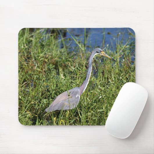 Tricolored Heron Muismat (Met muis)
