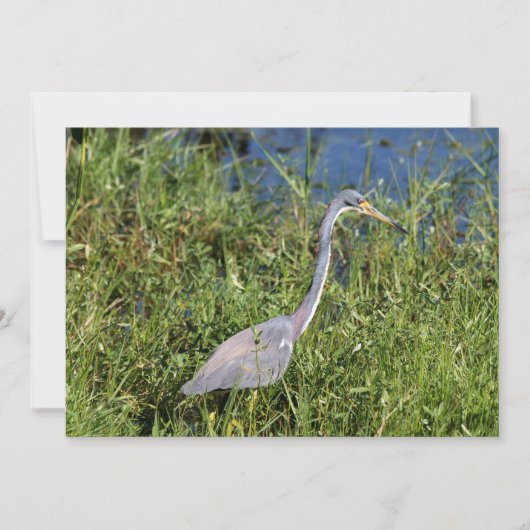 Tricolored Heron Notitiekaartje (Voorkant)