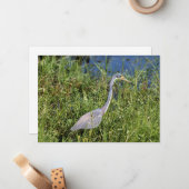 Tricolored Heron Notitiekaartje (Voorkant / Achterkant in situ)