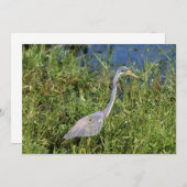 Tricolored Heron Notitiekaartje (Voorkant / Achterkant)