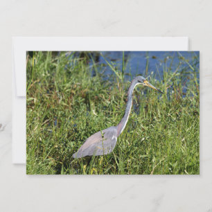 Tricolored Heron Notitiekaartje