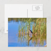 Tricolored Heron op het Briefkaart van het meer (Voorkant / Achterkant)