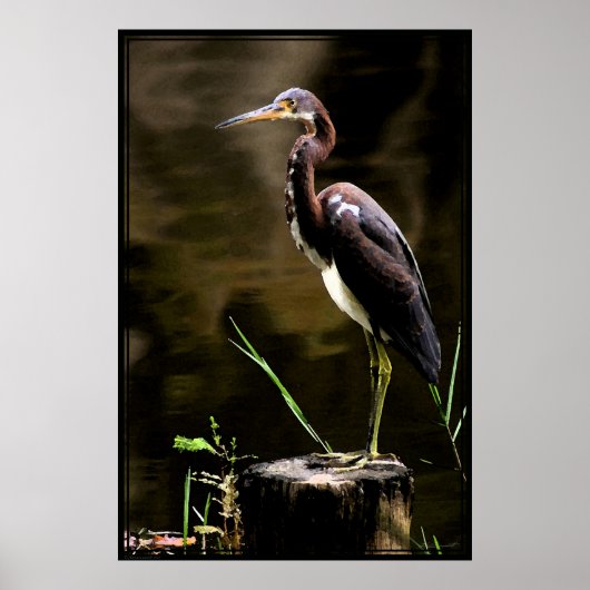 Tricolored Heron Poster -40x60 - andere maten ook (Voorkant)