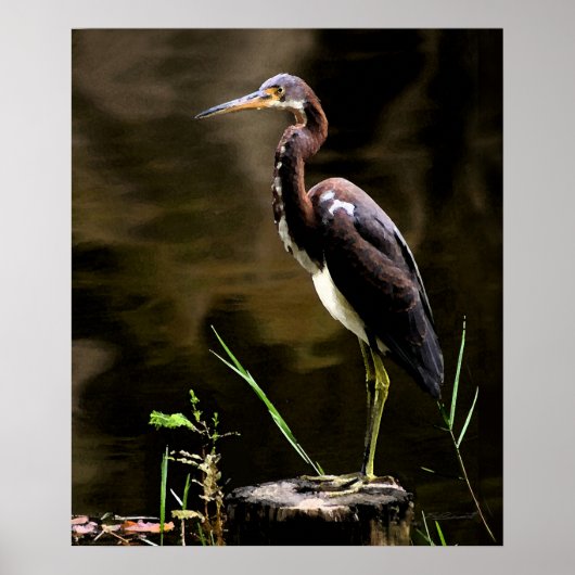 Tricolored Heron Print -20x24 - andere formaten oo (Voorkant)