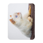 Trident de Kat Magneet 02 (Verticaal)
