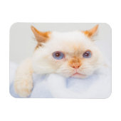 Trident de Kat Magneet 03 (Horizontaal)