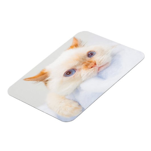 Trident de Kat Magneet 03 (Linkerzijde)